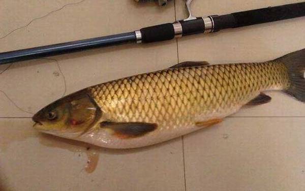 钓草鱼有什么技巧?