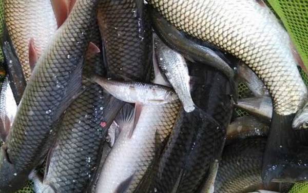 钓草鱼打窝有哪些技巧?