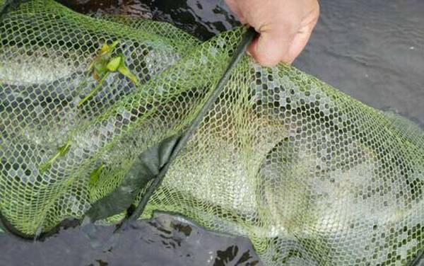 钓鲢鱼如何调漂才好?