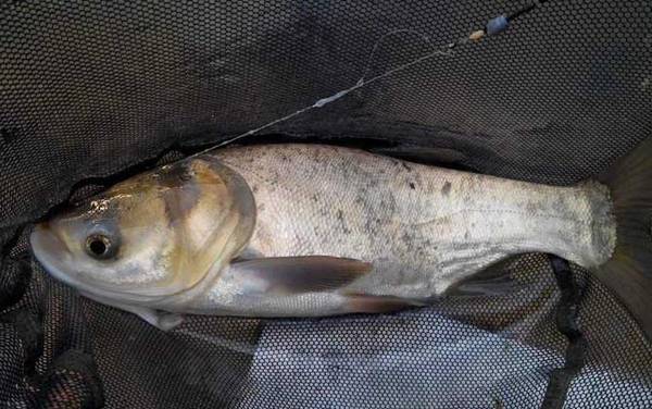 钓鲢鱼如何调漂才好?