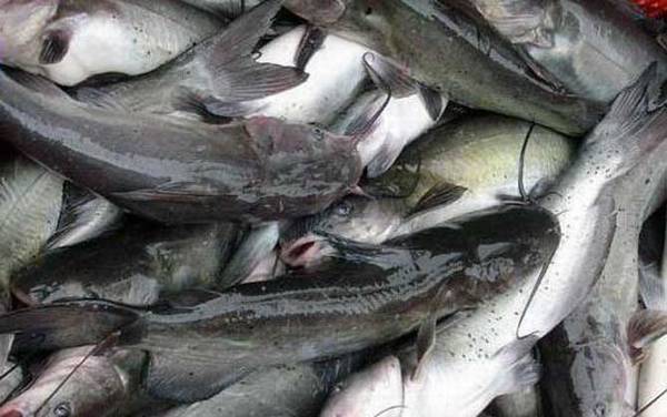 钓鲶鱼是钓浮还是钓底?