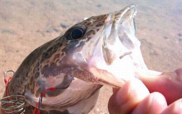 钓鳜鱼有哪些技巧?