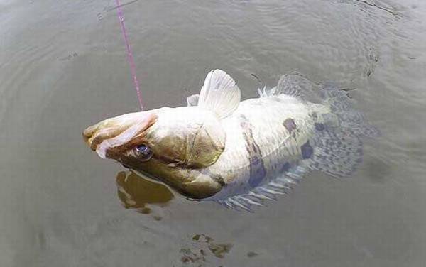 钓鳜鱼有哪些技巧?