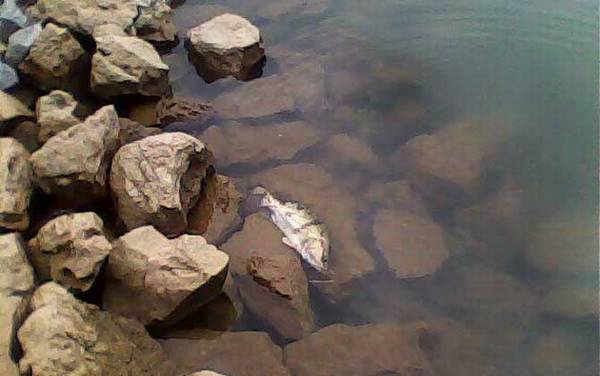 桂鱼怎么钓上鱼快?