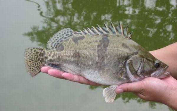 桂鱼怎么钓上鱼快?