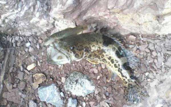 钓桂鱼怎么打窝好?