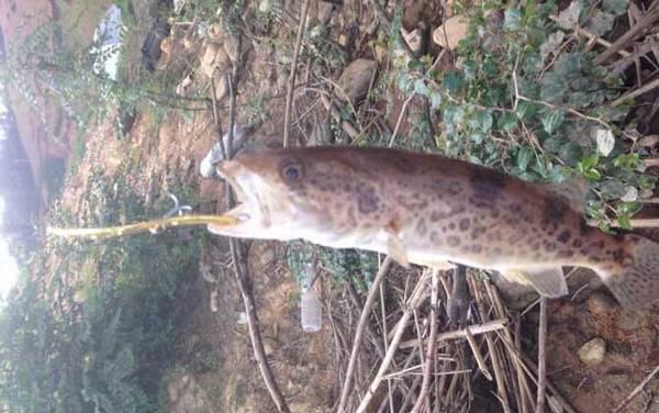 钓桂鱼怎么打窝好?