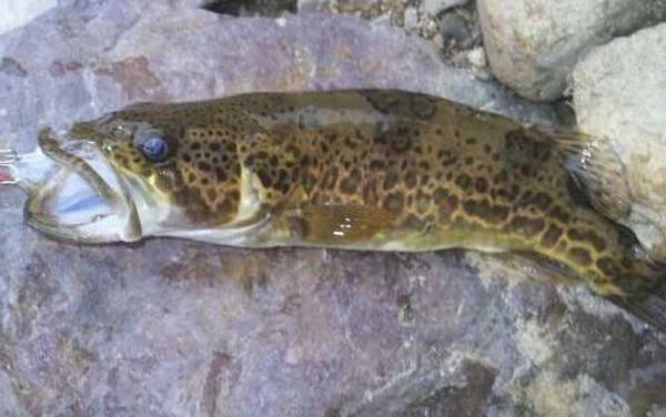 路亚桂鱼有哪些技巧?