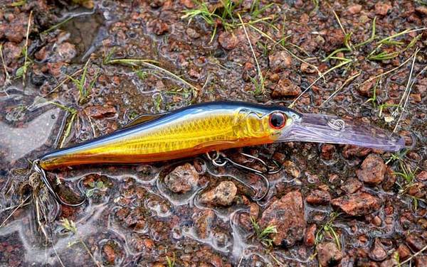 路亚桂鱼有哪些技巧?