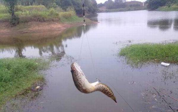 钓黑鱼的最佳时间