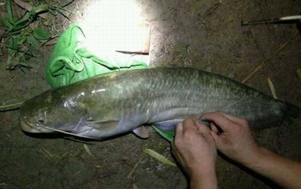 路亚钓鲶鱼什么时候好钓?