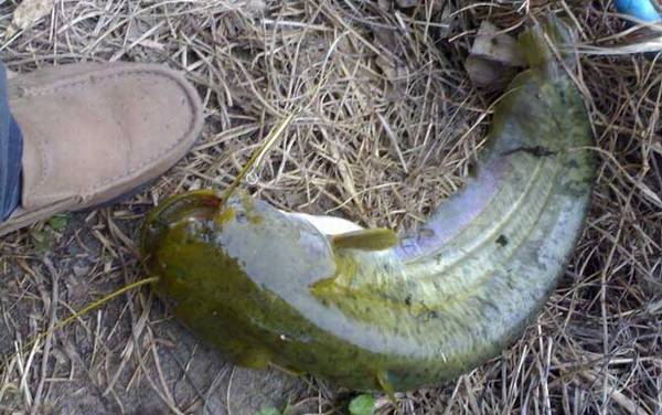 路亚钓鲶鱼什么时候好钓?