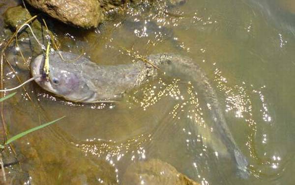 路亚鲶鱼白天好还是晚上好?