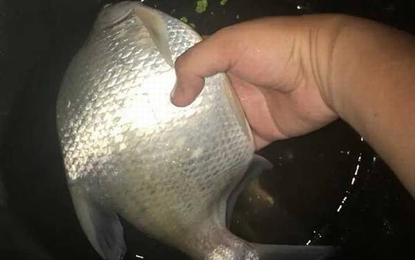 鳊鱼什么季节最好钓?