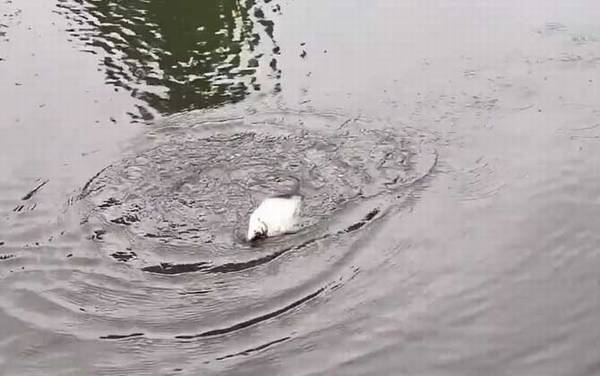 鳊鱼什么季节最好钓?