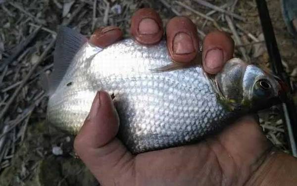 鳊鱼什么季节最好钓?