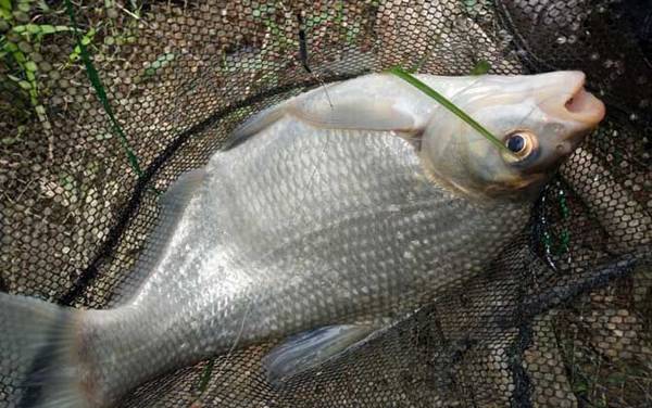 钓鳊鱼几月份最好钓?