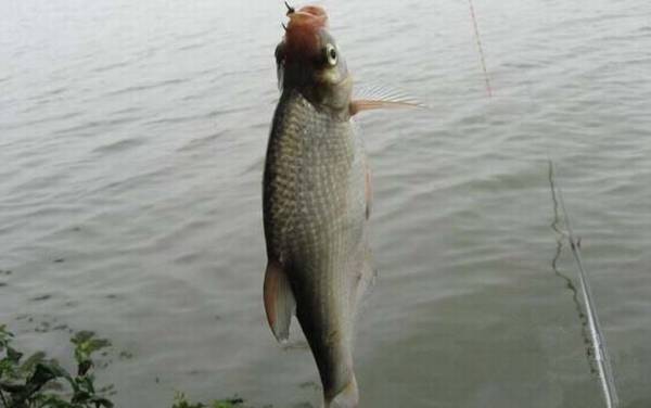 钓鳊鱼什么温度最好?