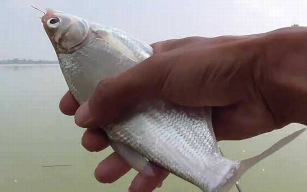 钓鳊鱼什么温度最好?