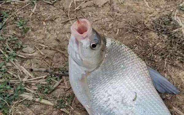 钓鳊鱼调几钓几最好?