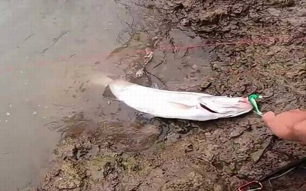 路亚翘嘴一般钓多深合适?