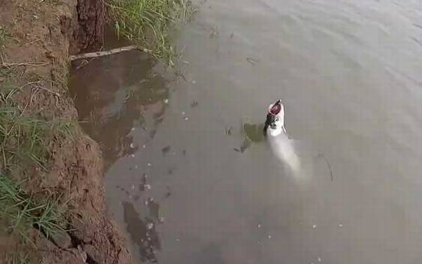 路亚翘嘴一般钓多深合适?