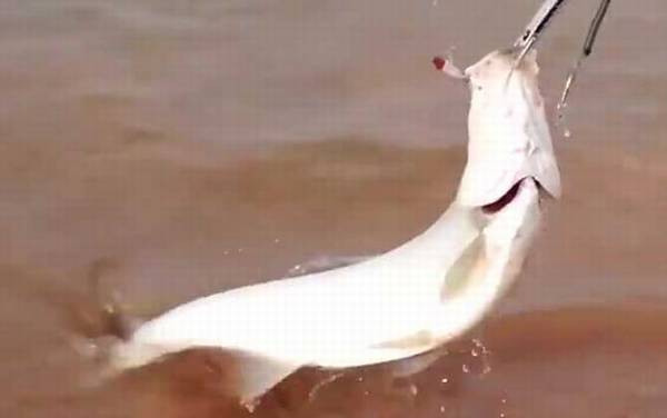 路亚翘嘴几月份最好钓?