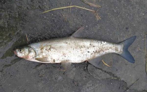 路亚翘嘴几月份最好钓?