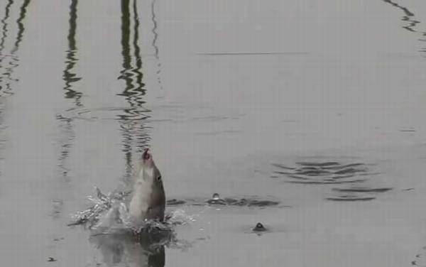 初冬钓鱼不开口怎么办?