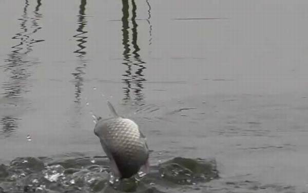 初冬钓鱼不开口怎么办?