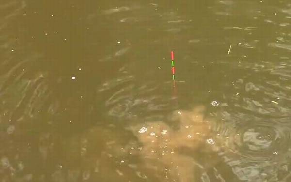 初冬钓鱼打窝需要多久发窝?