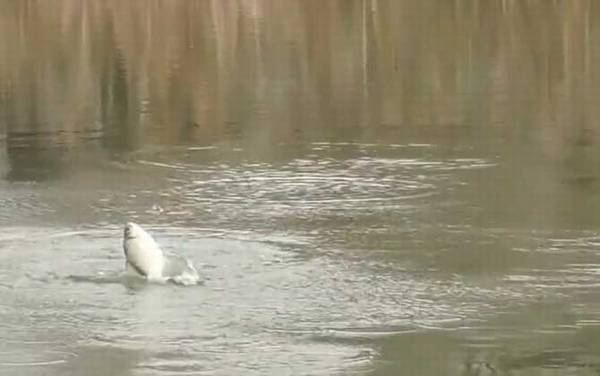 初冬水库钓鱼钓位怎么选择?