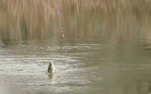 初冬水库钓鱼钓位怎么选择?