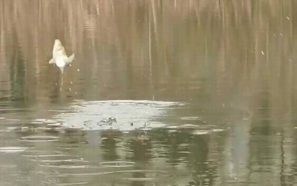 初冬水库钓鱼钓位怎么选择?