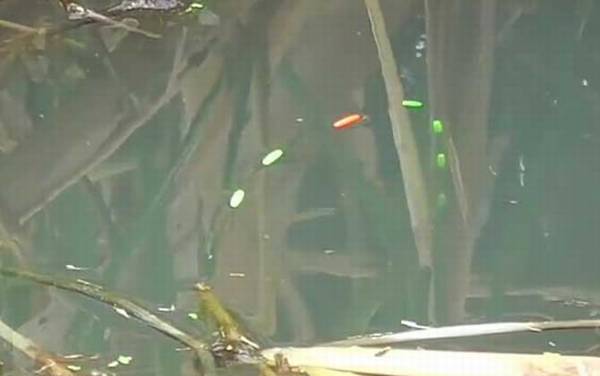 冬季钓鱼钓远还是钓近?