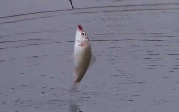 冬季钓鱼南岸好还是北岸好?