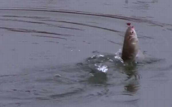 冬季钓鱼气压多少适合?