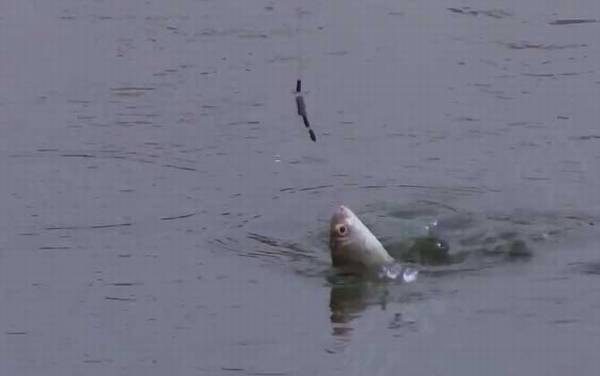 冬季钓鱼气压多少适合?