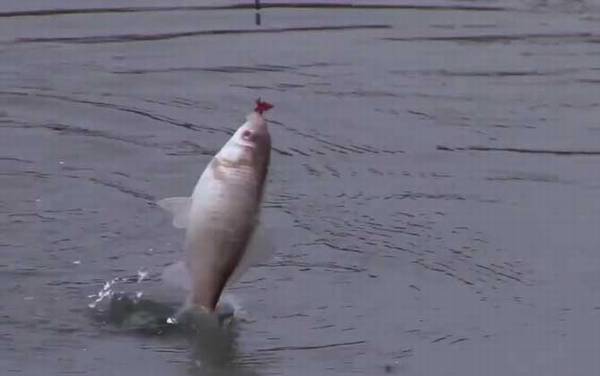 冬季钓鱼是钓灵还是钓钝?