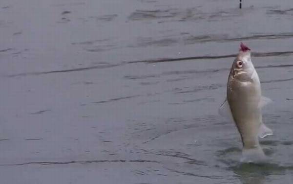 冬季钓鱼下雨天能钓鱼吗?