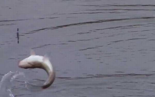 冬季钓鱼用传统钓好还是台钓好?