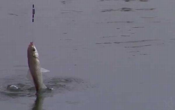 冬季钓鱼用传统钓好还是台钓好?