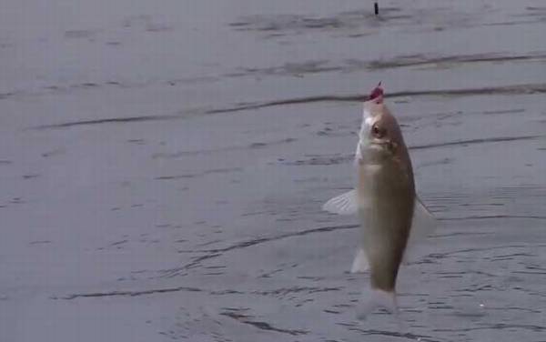 冬季钓鱼用传统钓好还是台钓好?