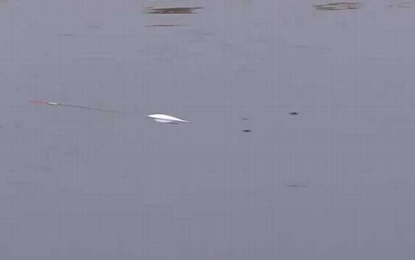 冬季钓鱼在上风还是下风?