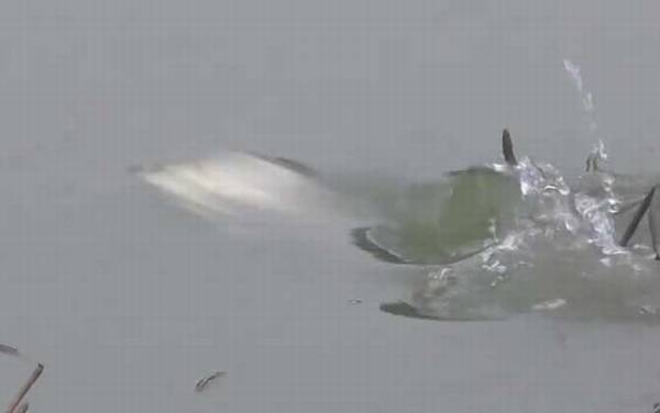 冬季钓鱼在上风还是下风?