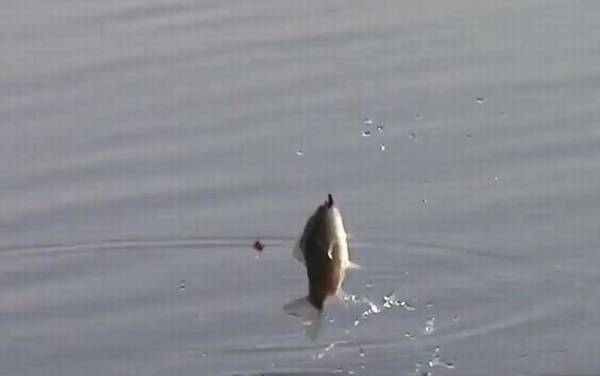 冬季钓鱼在上风还是下风?