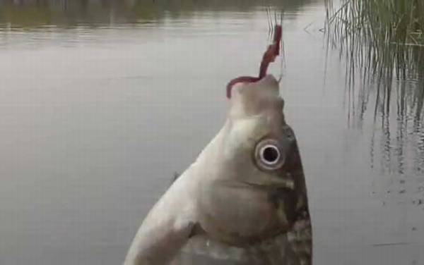 十一月钓鱼钓深水还是浅水?