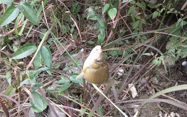 十二月能钓什么鱼?