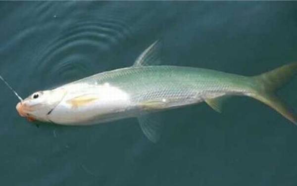 十二月能钓什么鱼?