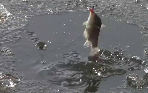 十二月钓鱼好钓吗?